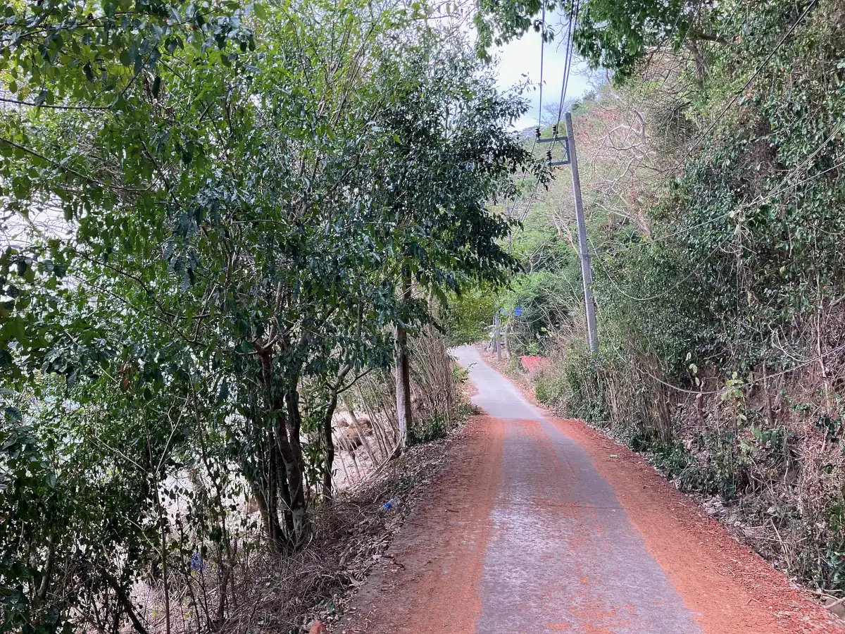 Road in the north of Phi Phi island