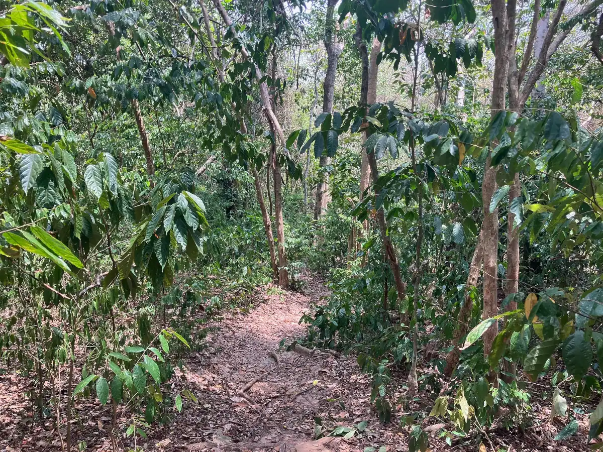 The trail through the jungle
